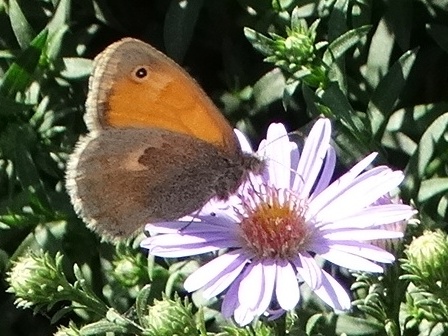   (Coenonympha pamphilus),  ,           .  