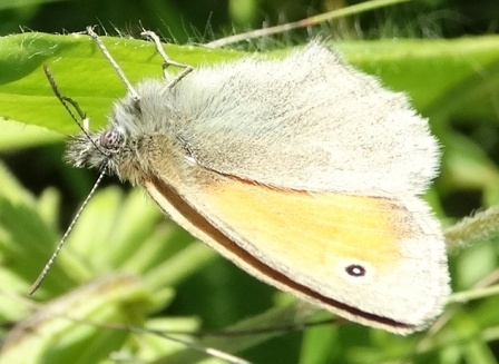   (Coenonympha pamphilus),  ,           .  