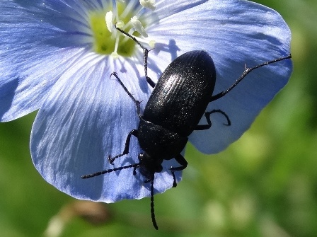   (Podonta daghestanica),          .  