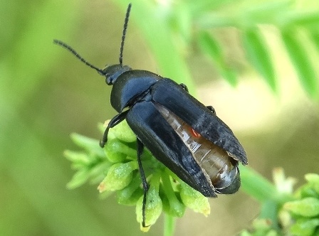 Пыльцеед чёрный (Podonta daghestanica), пыльцеед дагестанский   Краткое описание и фото на природе.  