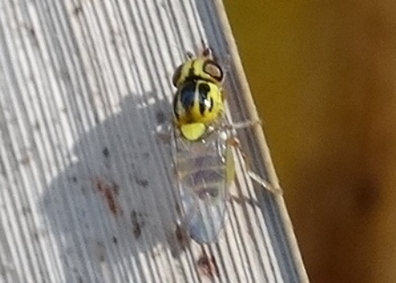   (Chorops pumilionis),         .  