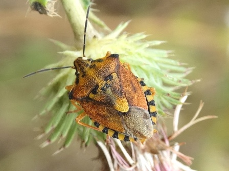   ( Carpocoris purpureipennis)       .  