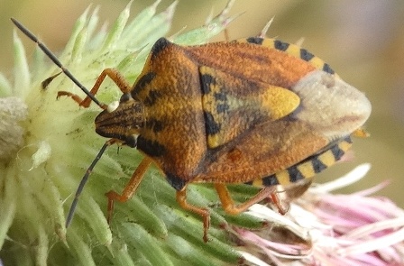   ( Carpocoris purpureipennis)       .  