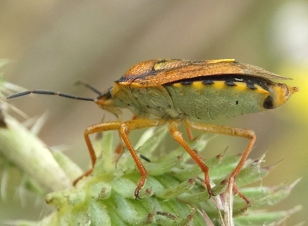   ( Carpocoris purpureipennis)       .  