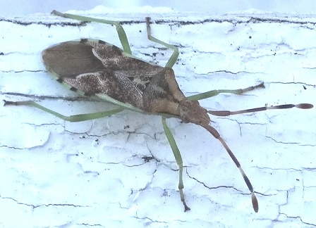   (Gonocerus juneperi)       .  