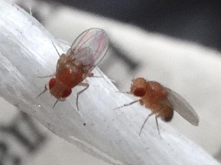 Drosophila immigrans  ,  ,   (Drosophila melanogaster)       .  