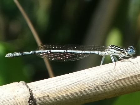   (Platycnemis pennipes)       .  