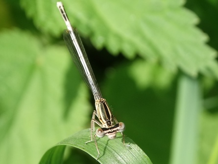   (Platycnemis pennipes)       .  