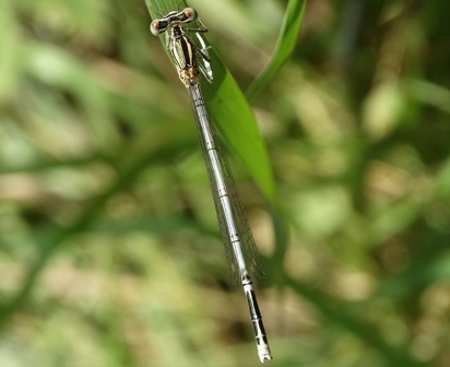   (Platycnemis pennipes)       .  