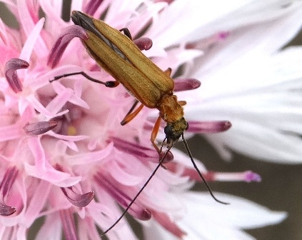 Oedemera padagrariae       .  