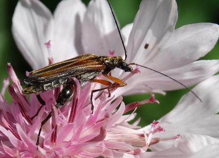 Oedemera padagrariae       .  