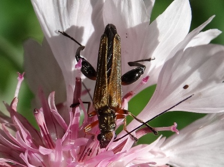 Oedemera padagrariae       .  