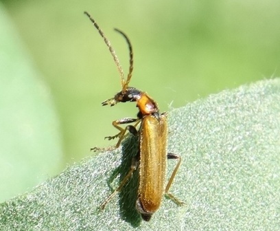   (Rhagonycha nigriventris)       .  