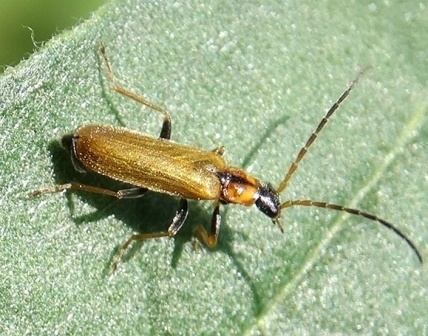   (Rhagonycha nigriventris)       .  