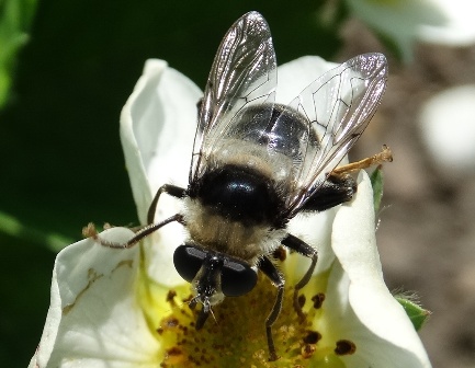 Merodon clavipes       .  