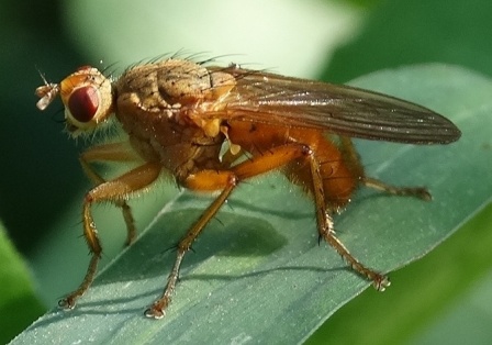  ,   (Scathophaga furcata)       .  