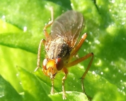  ,   (Scathophaga furcata)       .  