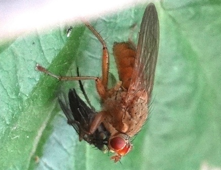  ,   (Scathophaga furcata)       .  