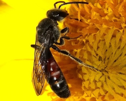   (Andrena rosae)       .  