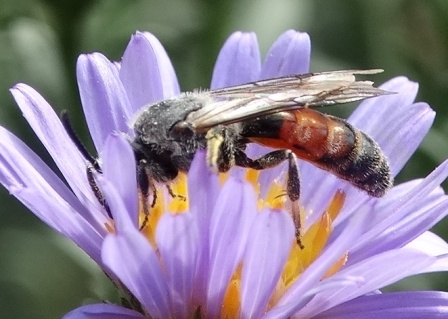   (Andrena rosae)       .  