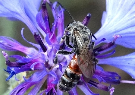   (Andrena rosae)       .  