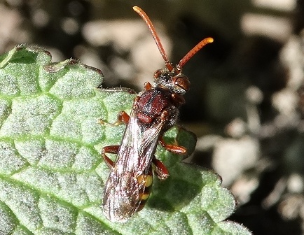 omada armata (Nomada armata),  ,         .  