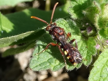 omada armata (Nomada armata),  ,         .  