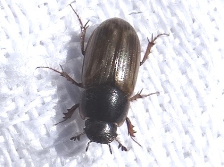   (Aphodius distinctus)       .  