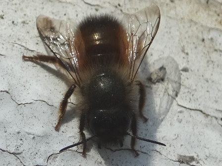   (Osmia rufa)       .  