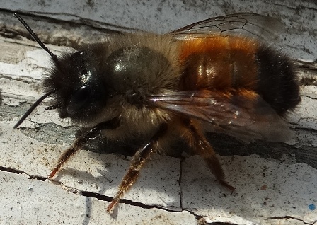   (Osmia rufa)       .  