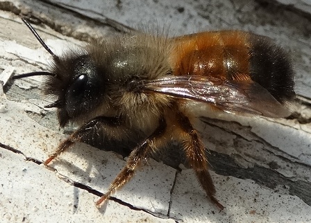   (Osmia rufa)       .  