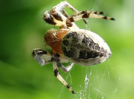   (Larinioides cornutus)       .  