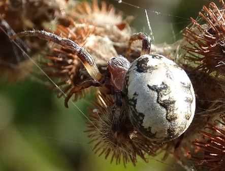   (Larinioides cornutus)       .  