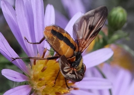   (Ectophasia crassipennis)       .  