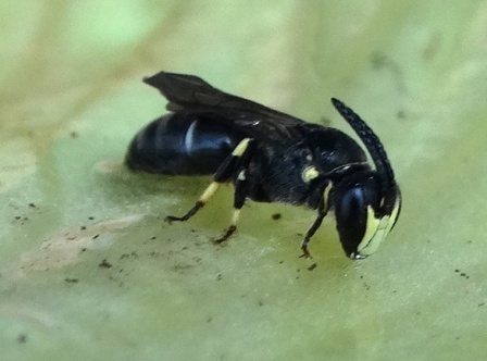   (Hylaeus nigritus)       .  