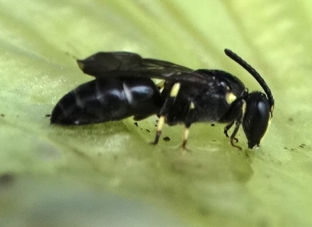   (Hylaeus nigritus)       .  
