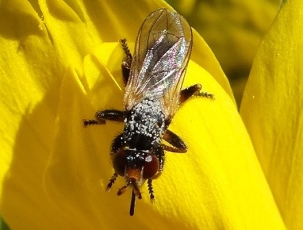 Thecophora fulvipes       .  