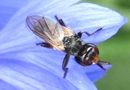 Thecophora fulvipes       .  