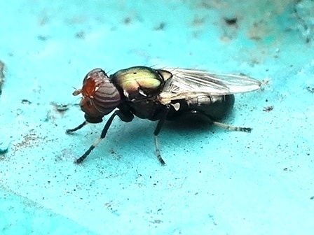 Physiphora alcede       .  