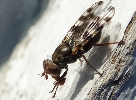 Ceroxys urticae       .  