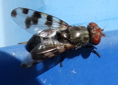 Ceroxys urticae       .  