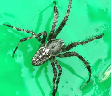   (Araneus angulatus)       .  