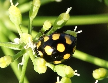  ,   (Coccinula quatuordecimpustulata)       .  