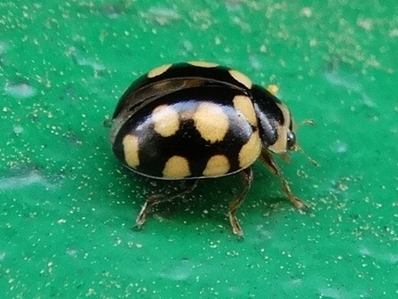  ,   (Coccinula quatuordecimpustulata)       .  