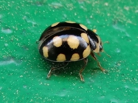  ,   (Coccinula quatuordecimpustulata)       .  