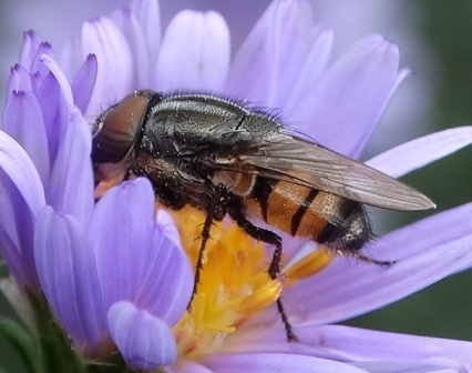 Stomorhina lunata       .  