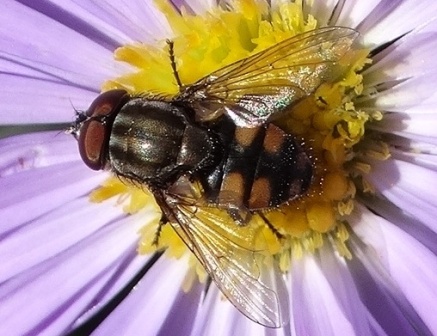 Stomorhina lunata       .  