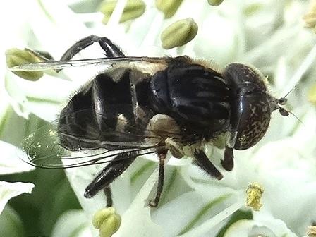   (Eristalinus sepulchralis)       .  