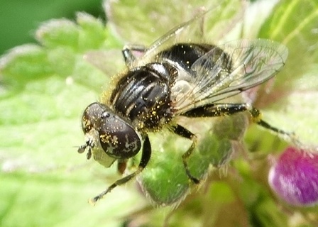   (Eristalinus sepulchralis)       .  