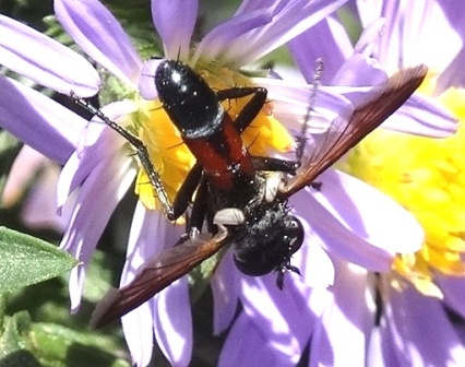 Cylindromyia pusila       .  